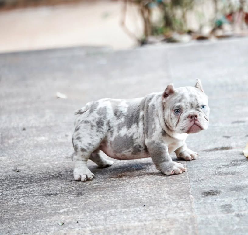 Amerikanische Micro Bully Blue Tricolor/Merle Welpen.