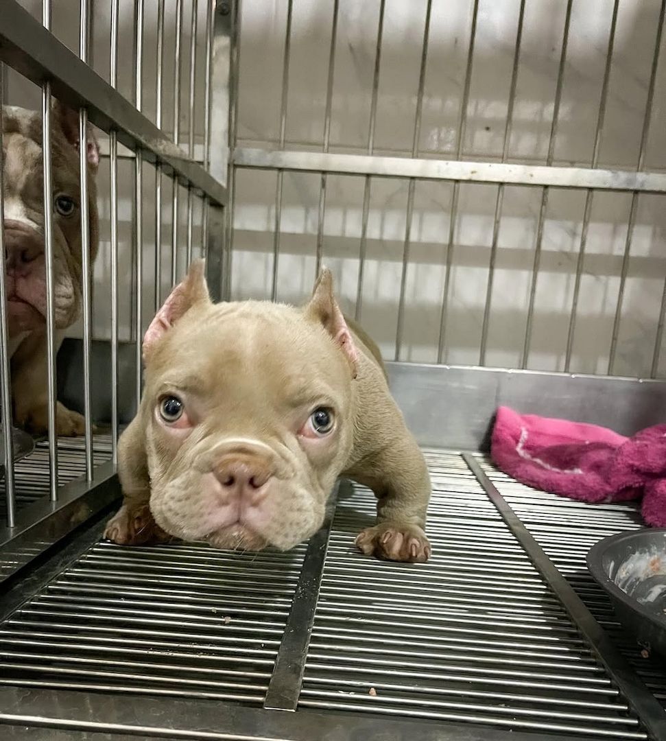 Amerikanische Micro Bully Blue Tricolor/Merle Welpen.