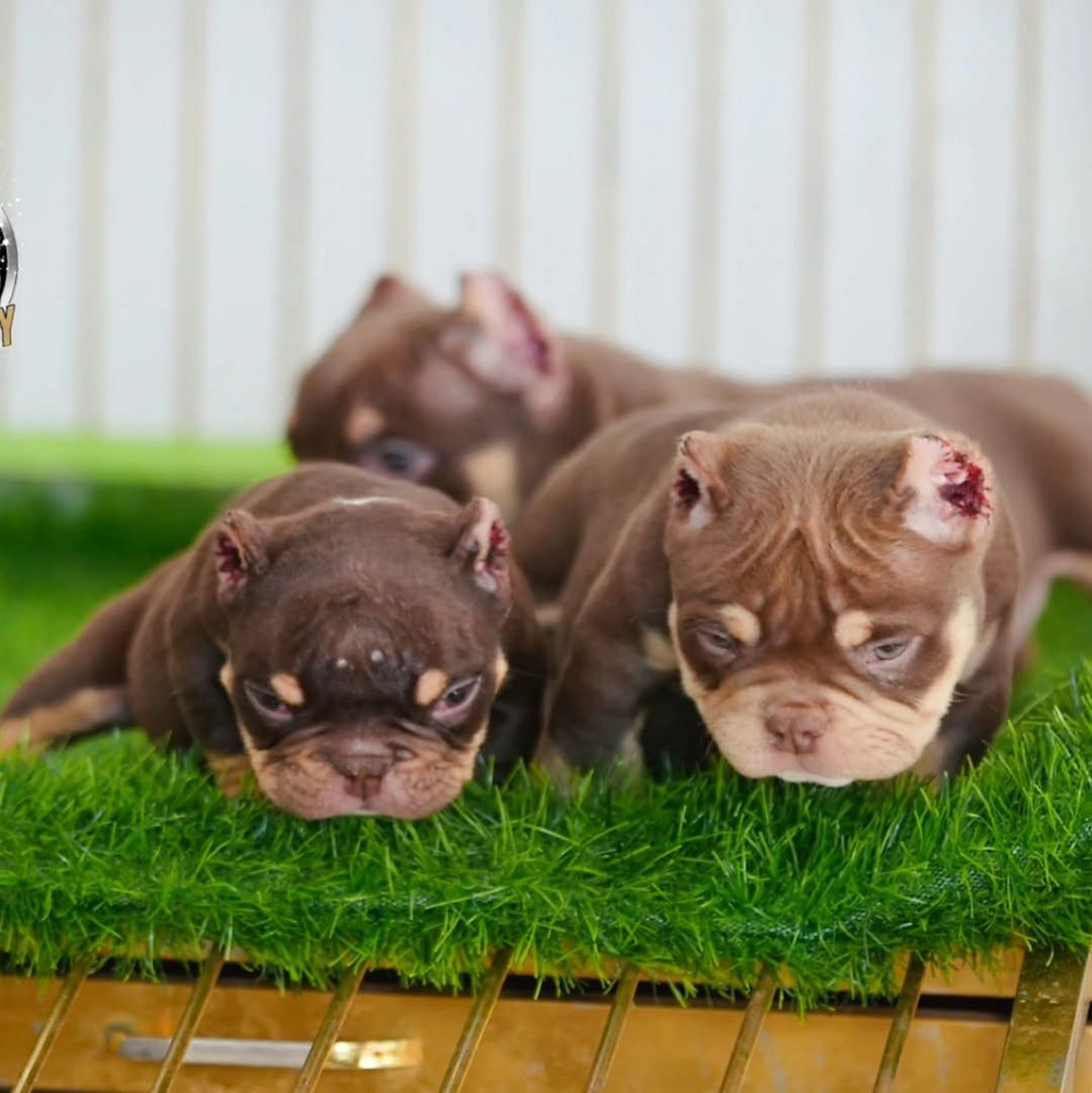 Wunderschöne Micro American Bully Welpen