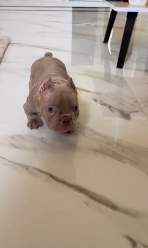 Wunderschöne Micro American Bully Welpen