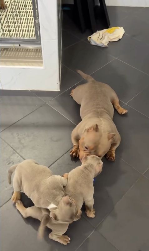 Wunderschöne Micro American Bully Welpen