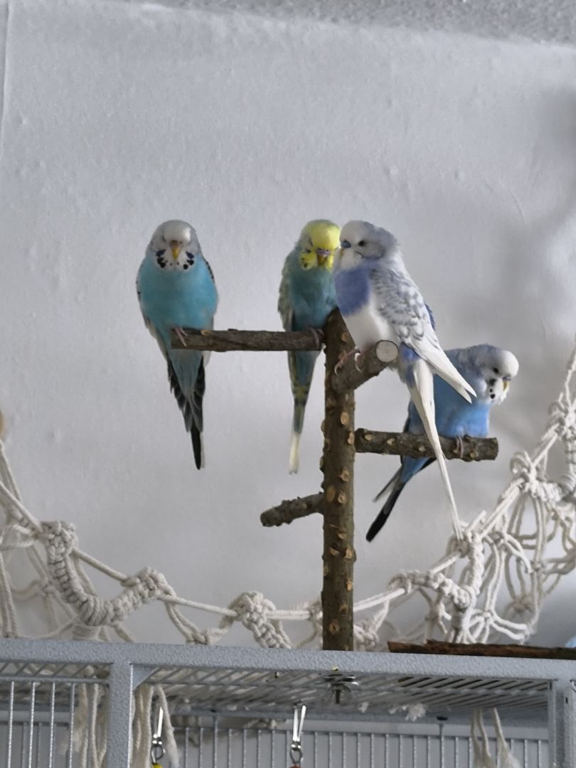 4 fitte Wellis suchen neues zu Hause