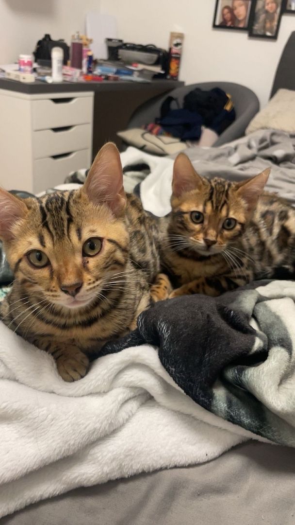 Zwei liebe Bengalkater (Geschwister, 6 Monate) suchen ein liebevolles Zuhause
