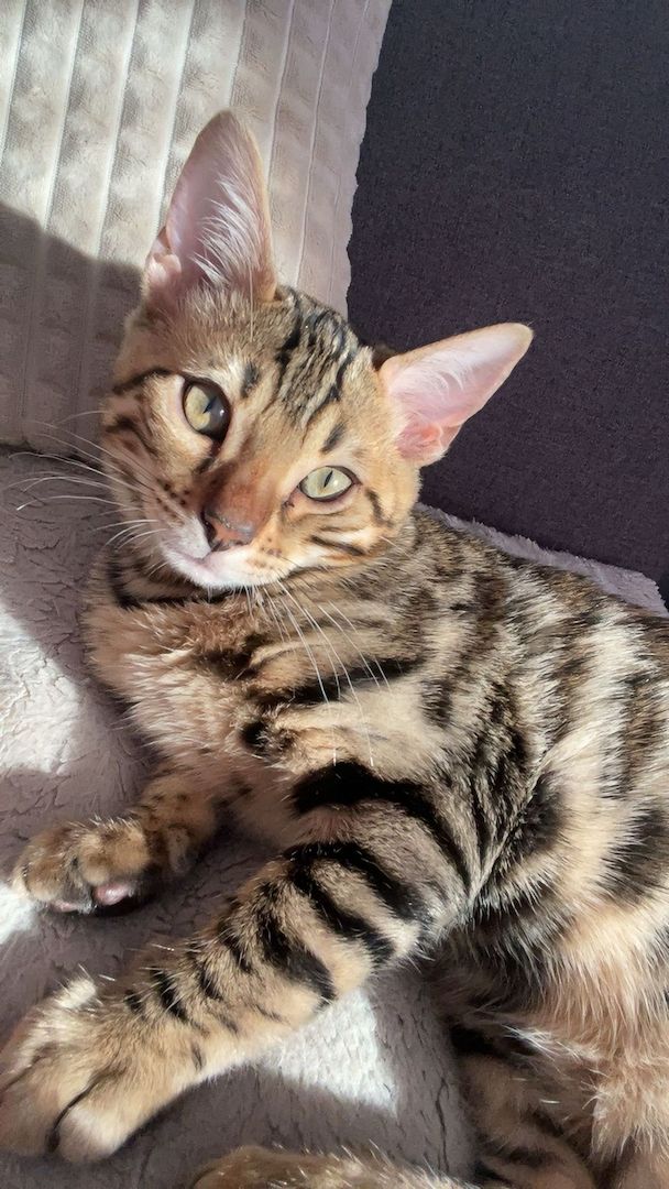 Zwei liebe Bengalkater (Geschwister, 6 Monate) suchen ein liebevolles Zuhause