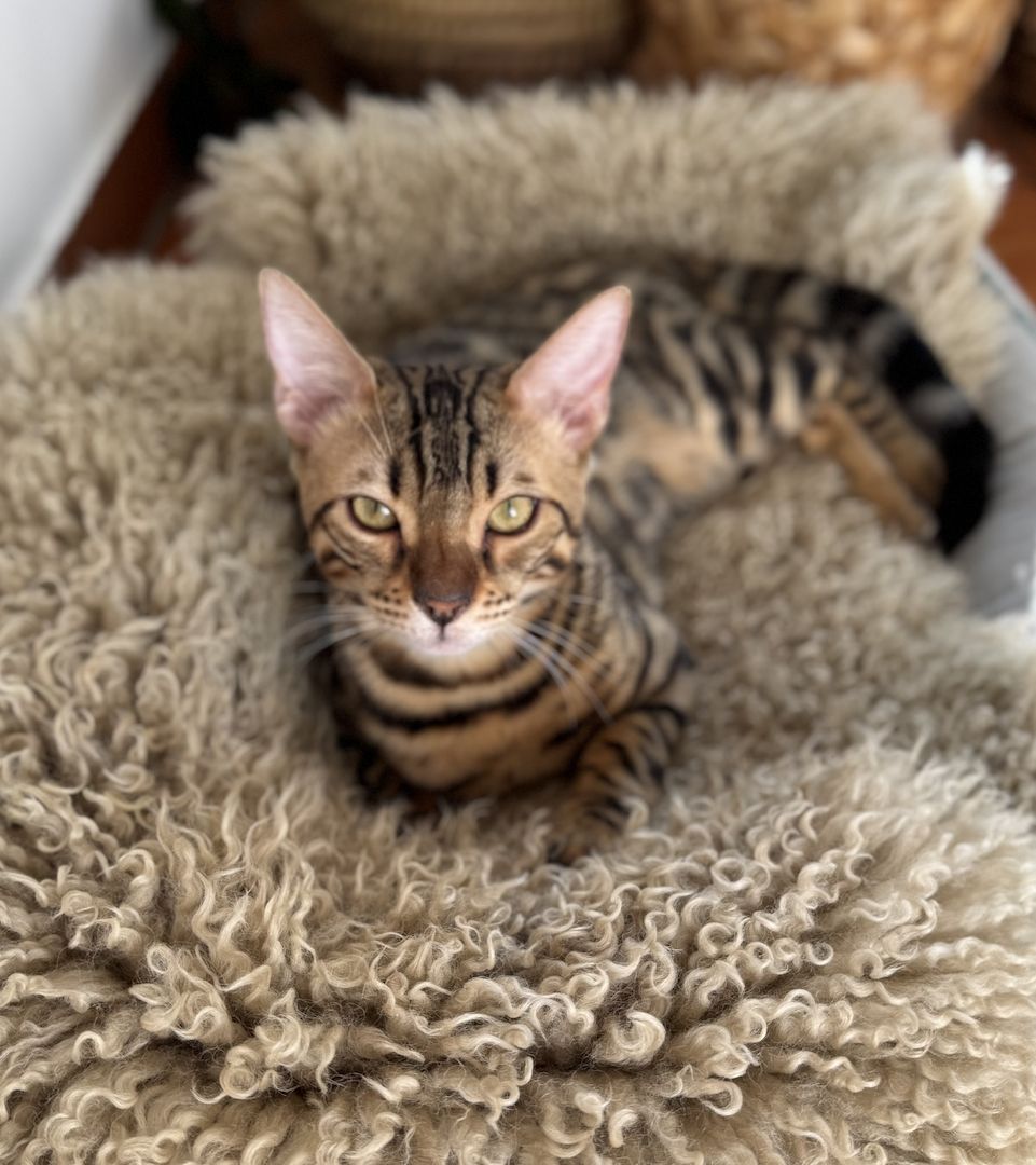 Zwei liebe Bengalkater (Geschwister, 6 Monate) suchen ein liebevolles Zuhause