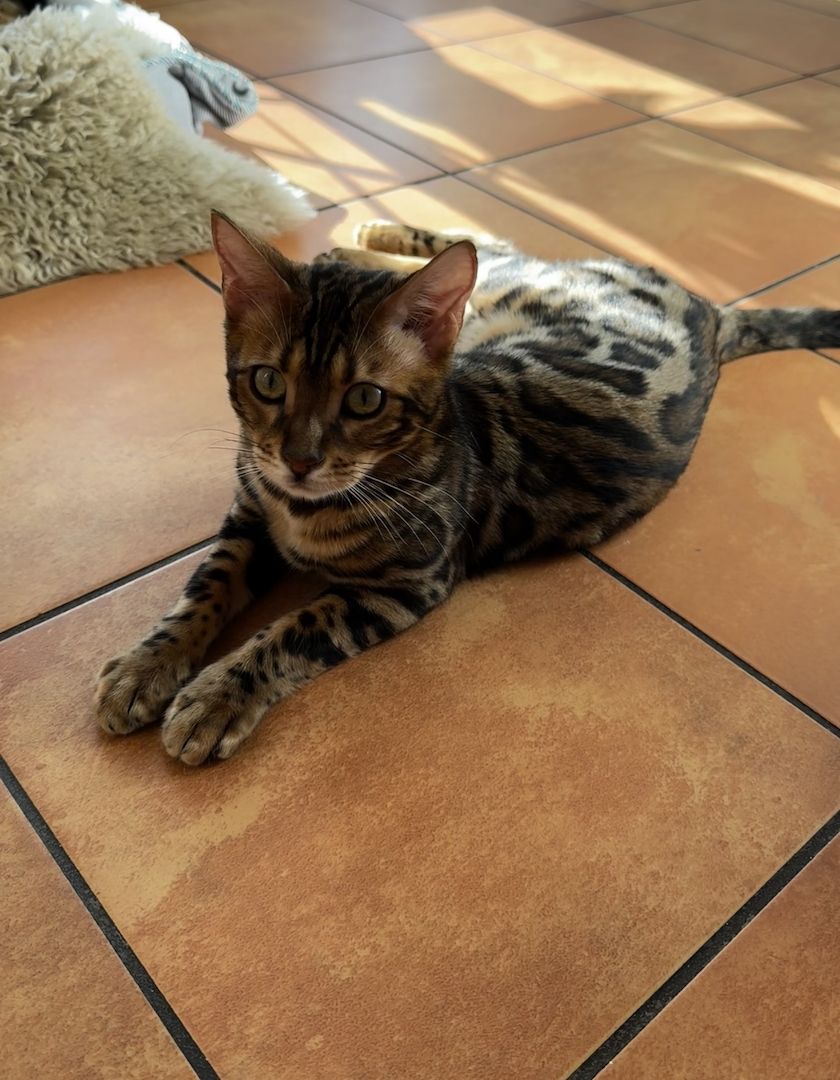 Zwei liebe Bengalkater (Geschwister, 6 Monate) suchen ein liebevolles Zuhause