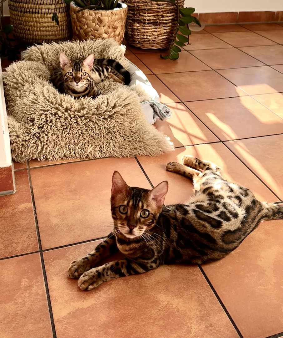 Zwei liebe Bengalkater (Geschwister, 6 Monate) suchen ein liebevolles Zuhause