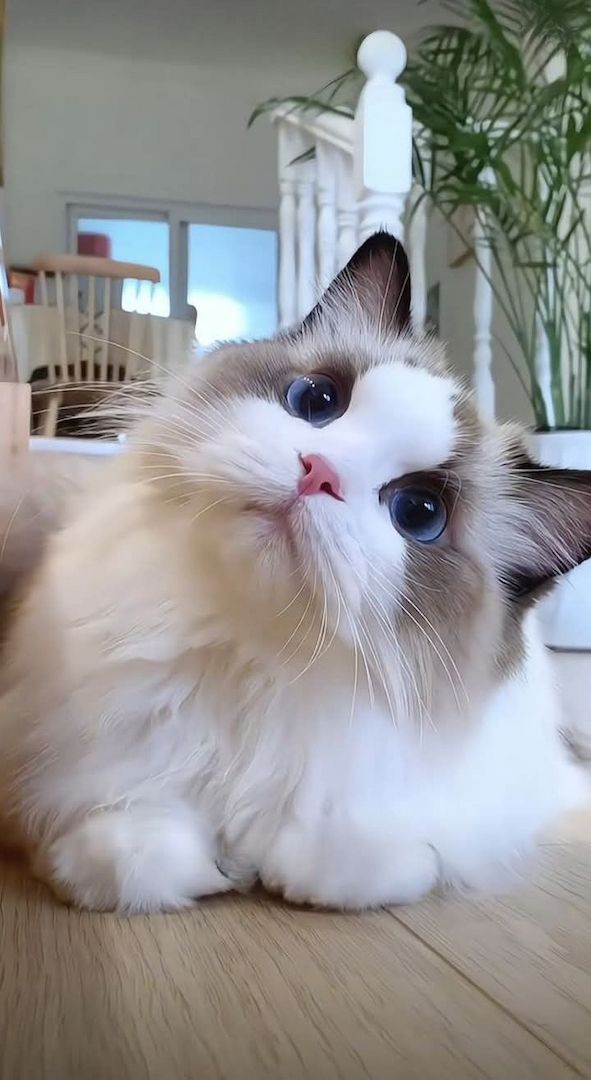 Ragdoll-Kätzchen (weiblich) und weitere Angebote finden Sie auf unserer Website