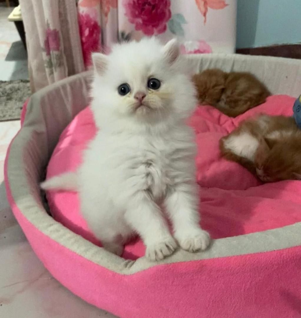 Weißes Perser-Katerchen abzugeben