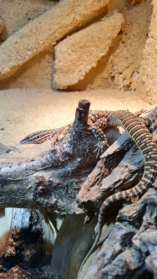 Verkaufe Stachelschwanzwaran