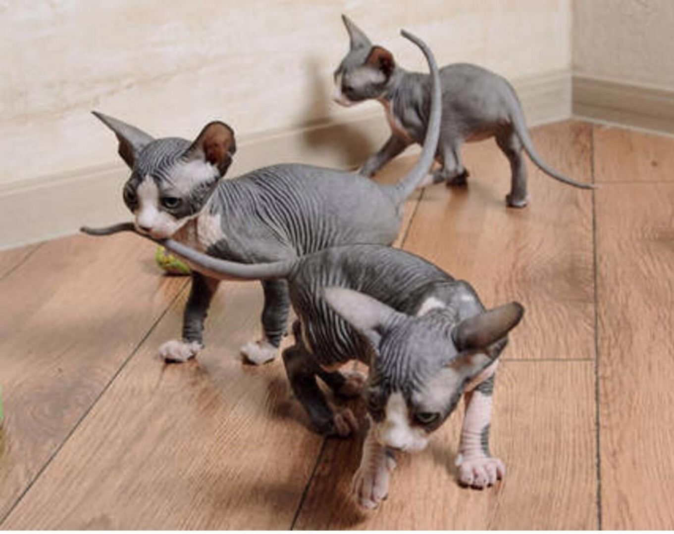 Schöne Sphynx-Kätzchen