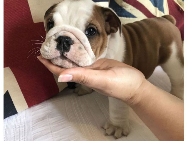 Reinrassig Englisch Bulldogge Welpen