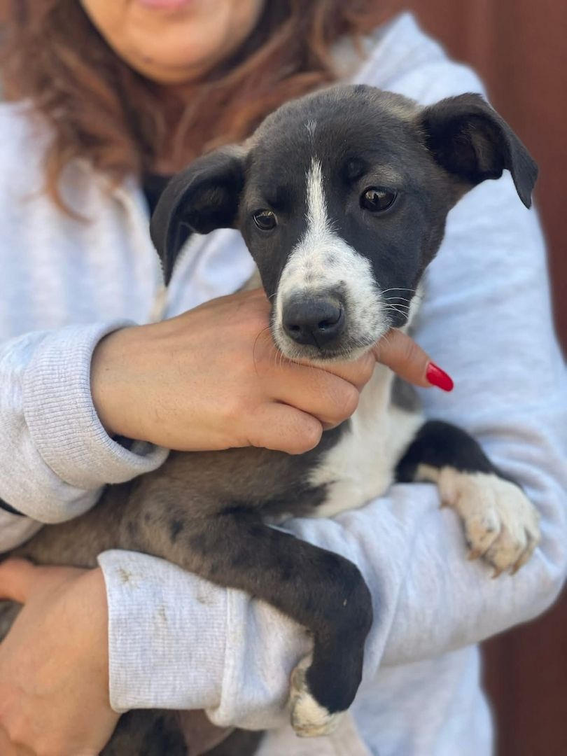 Ariel, a.d.Tierschutz, sucht liebes Zuhause