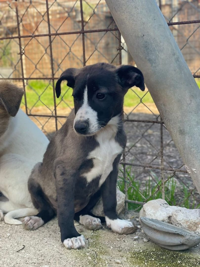 Ariel, a.d.Tierschutz, sucht liebes Zuhause