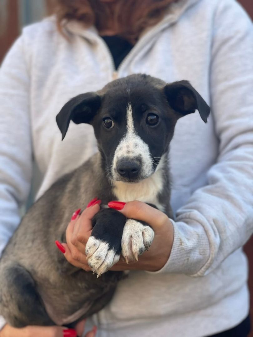 Ariel, a.d.Tierschutz, sucht liebes Zuhause