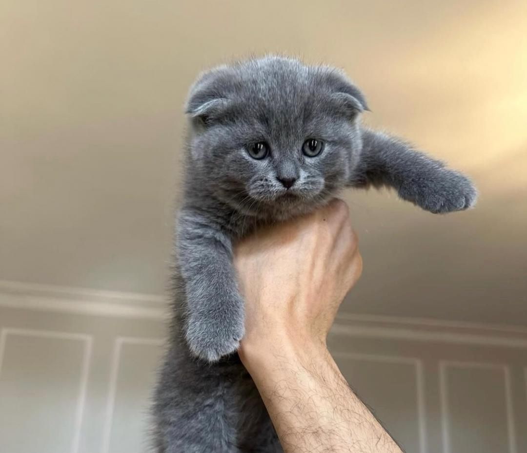 Reinrassige Scottish-Fold-Kätzchen zu verkaufen