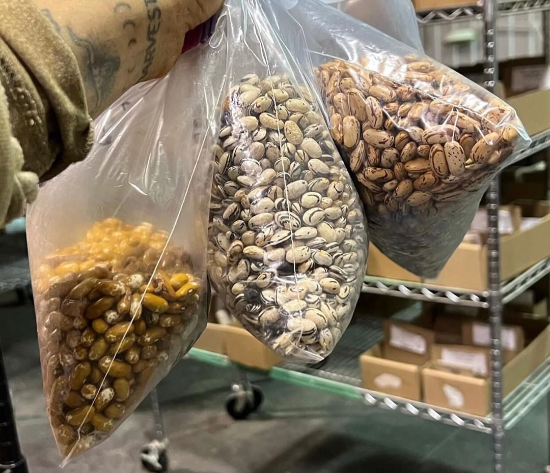 Bohnensamen zu verkaufen