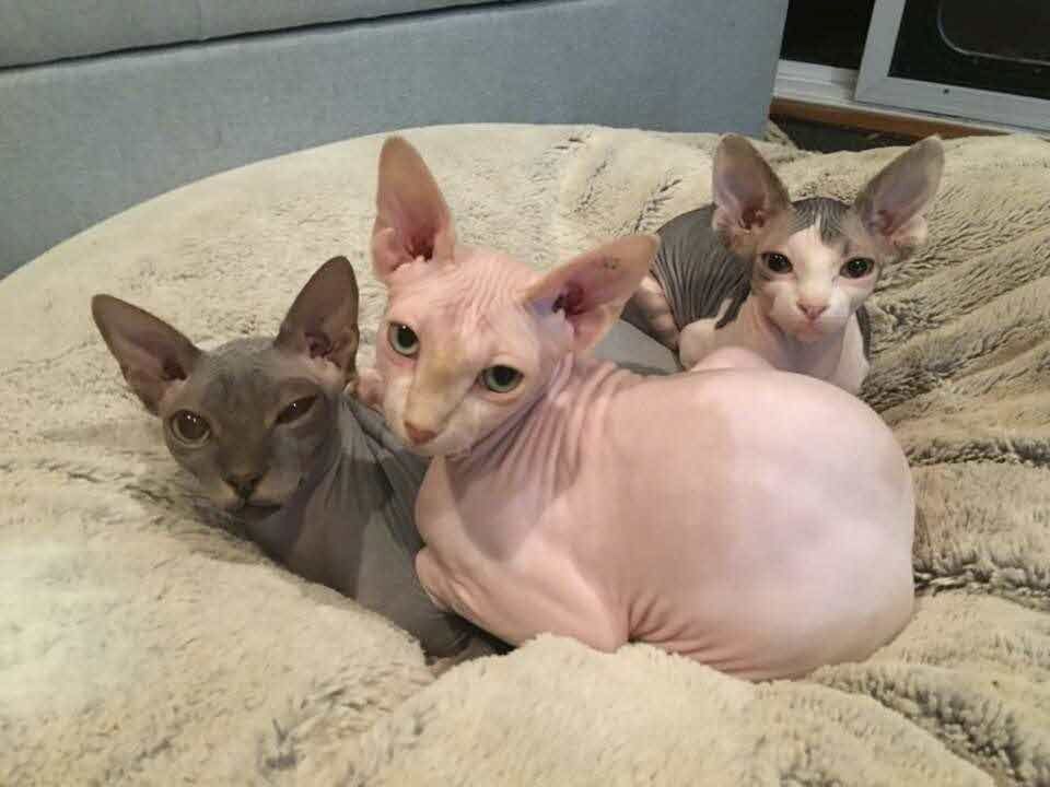 Sphynx Kätzchen
