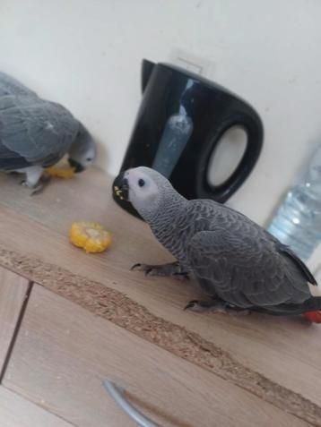 Afrikanische Graupapageien