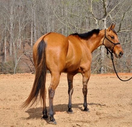 Friesenstute zu verkaufen.