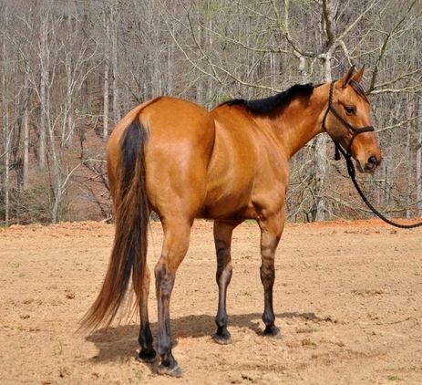 Friesenstute zu verkaufen.