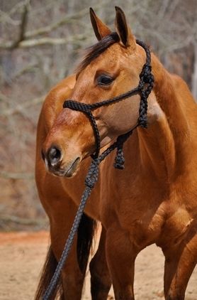 Friesenstute zu verkaufen.
