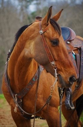 Friesenstute zu verkaufen.