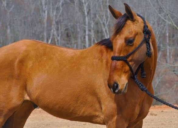 Friesenstute zu verkaufen.