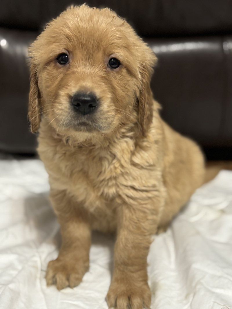 Wunderschöner Golden Retriever zu verkaufen