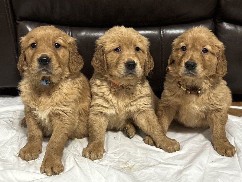 Wunderschöner Golden Retriever zu verkaufen