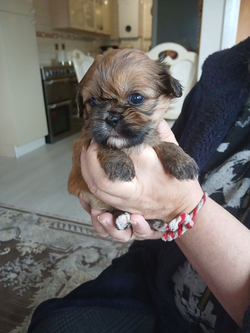 Imperial Shih Tzu Welpen zu verkaufen