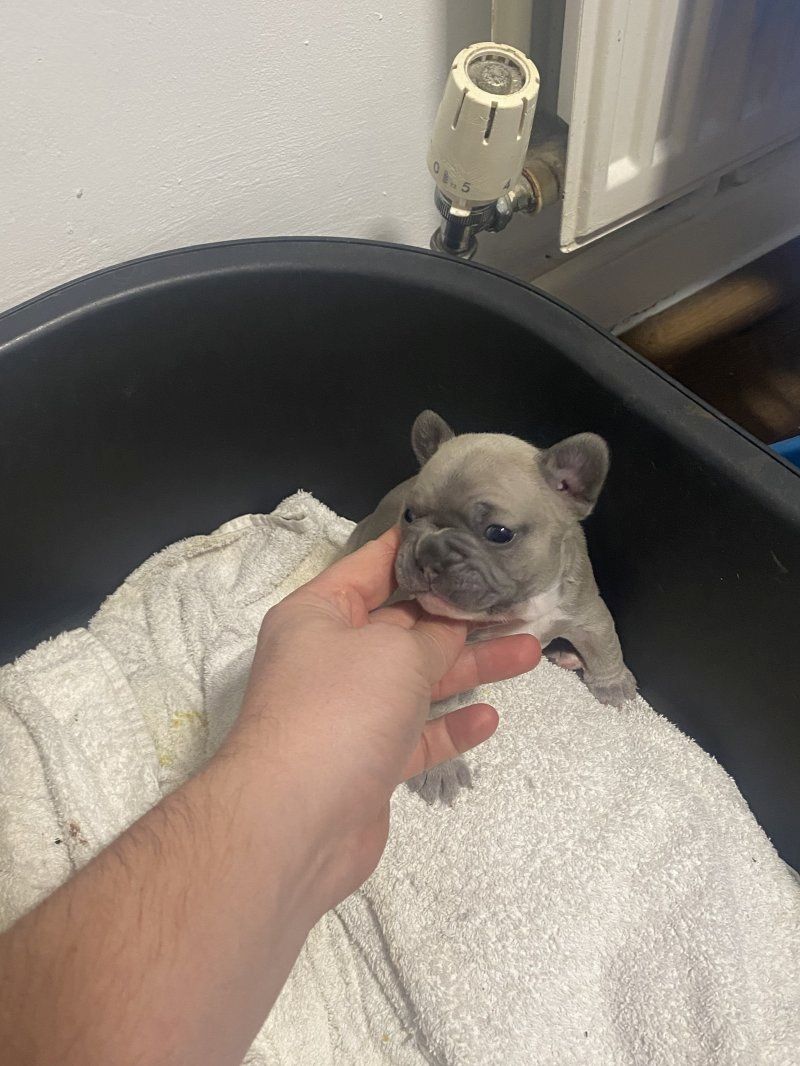 Hochwertige Französische Bulldogge zu verkaufen