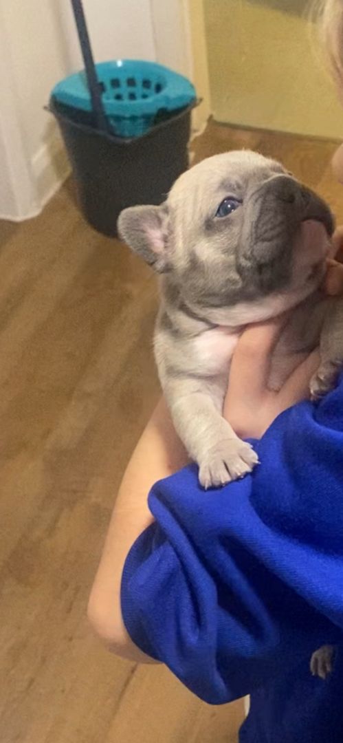 Hochwertige Französische Bulldogge zu verkaufen