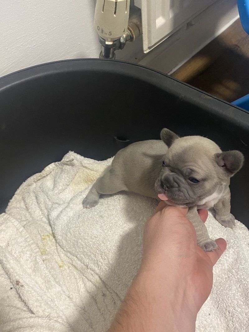 Hochwertige Französische Bulldogge zu verkaufen