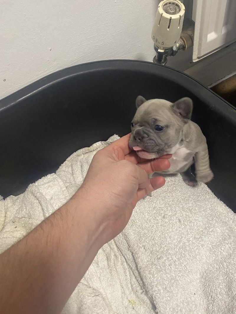 Hochwertige Französische Bulldogge zu verkaufen