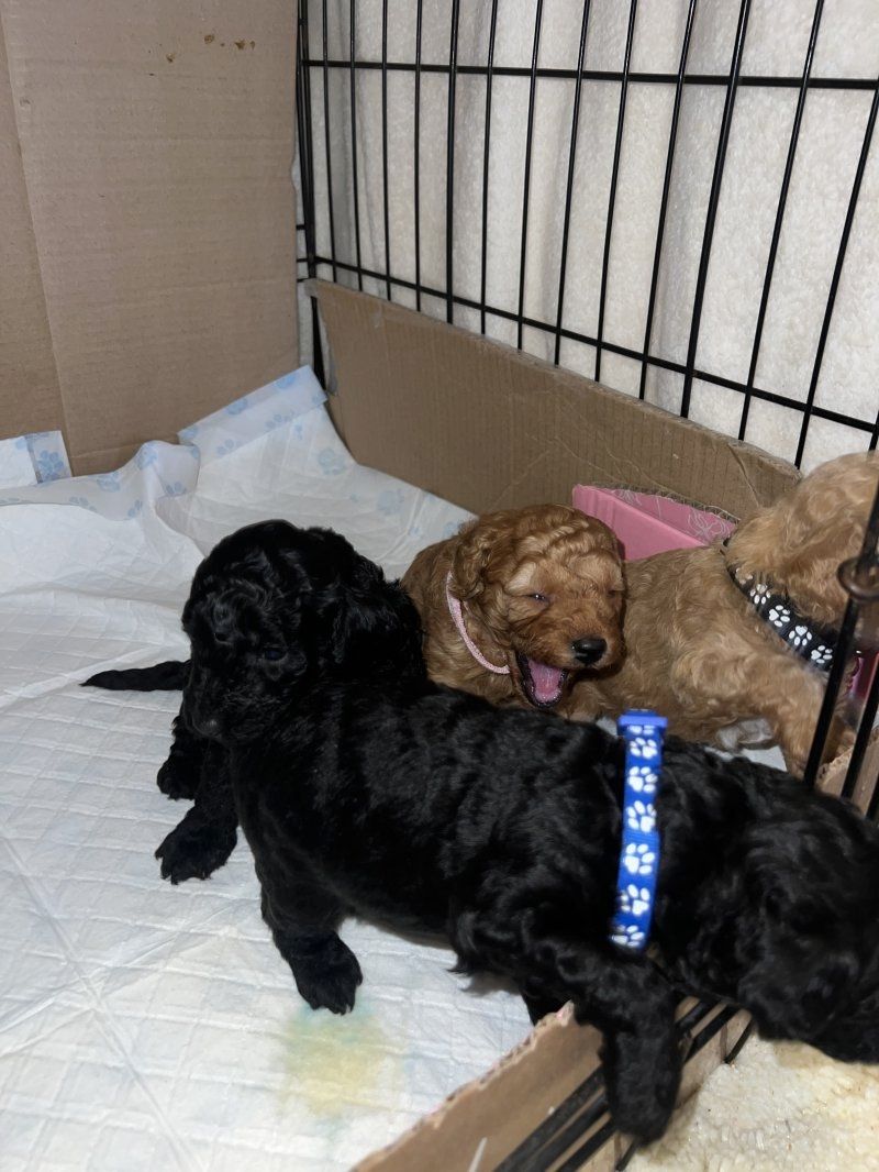 Zwergpudelwelpen zu verkaufen