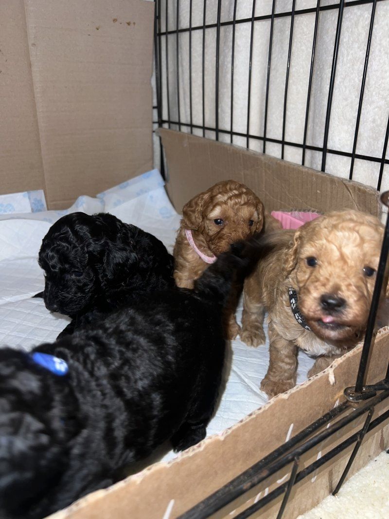 Zwergpudelwelpen zu verkaufen