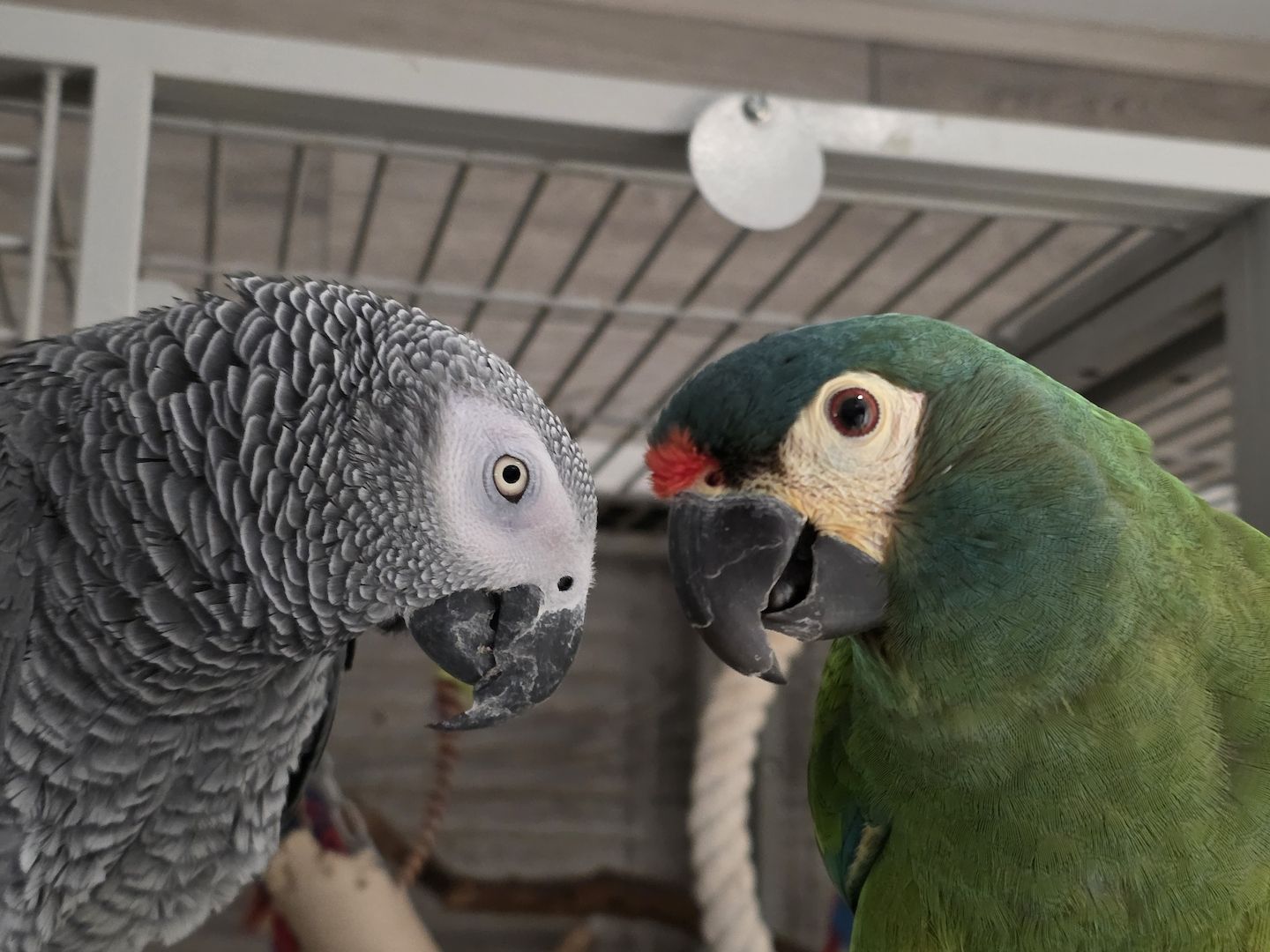 sprechender Graupapagei und Rotrückenara-beides Männchen