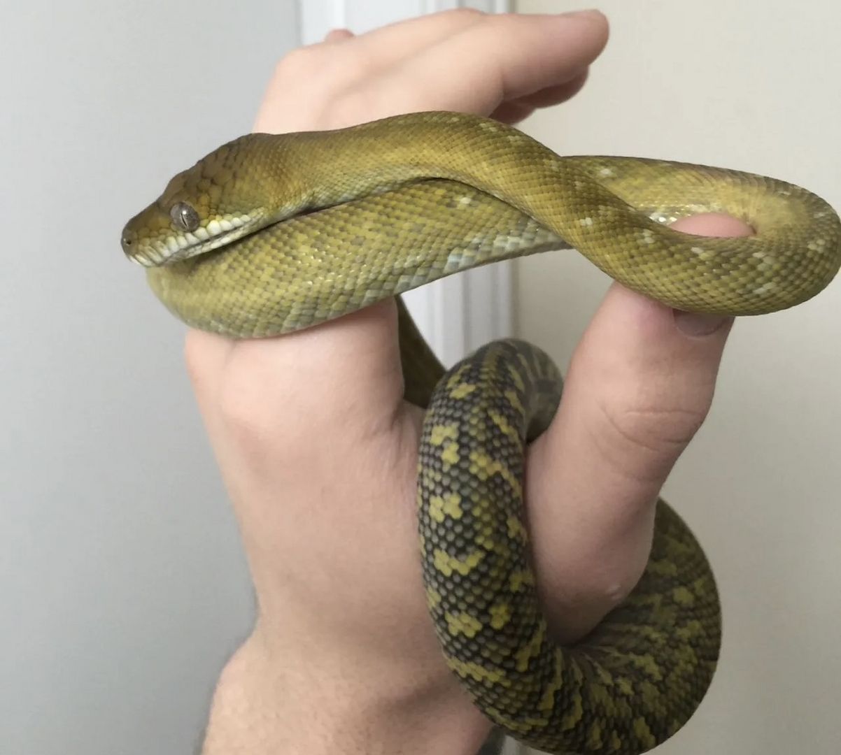 Molukkenpython – Simalia Clastolepis