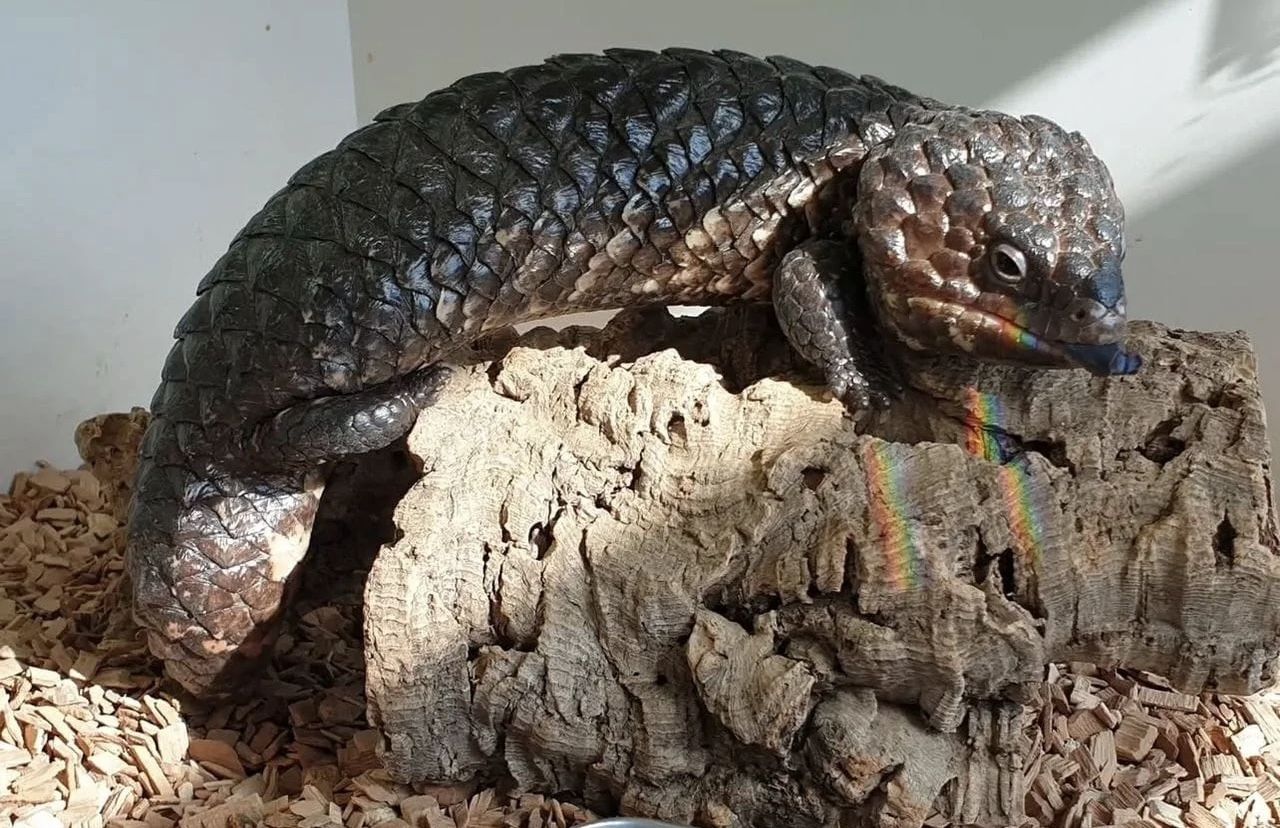 Schindelrückenechse – Tiliqua Rugosa