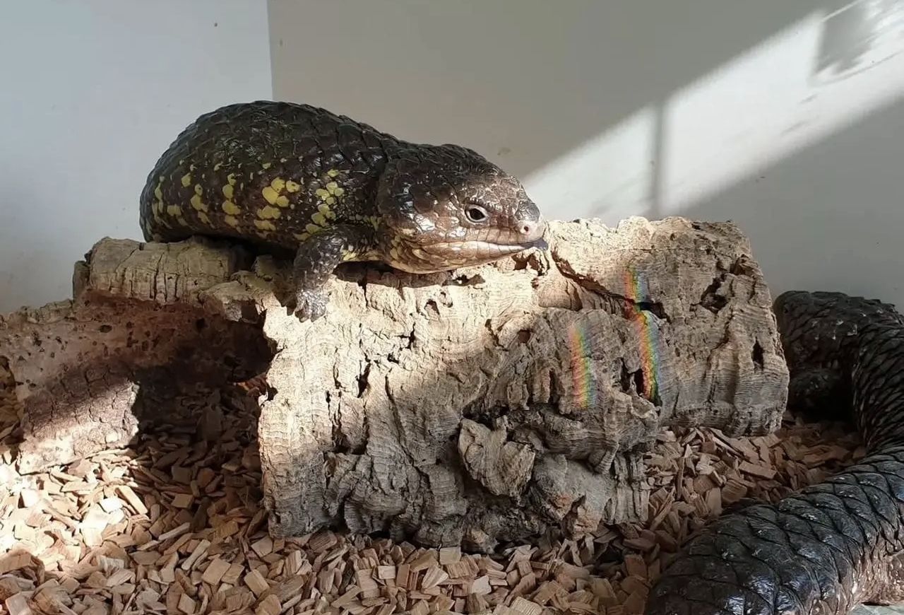 Schindelrückenechse – Tiliqua Rugosa