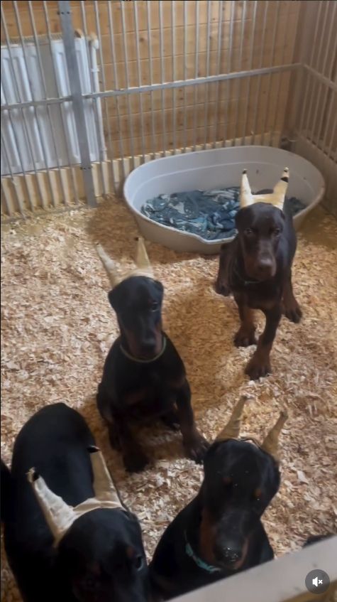 Dobermann Welpen aus Familienaufzucht abzugeben