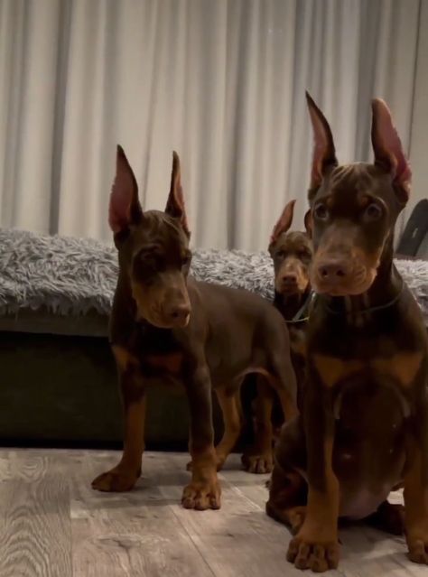 Gesunde Dobermann Welpen mit geprüften Elterntieren