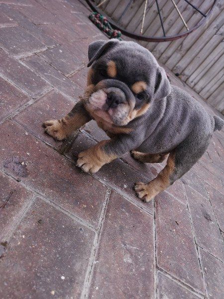 English Bulldog Welpen
