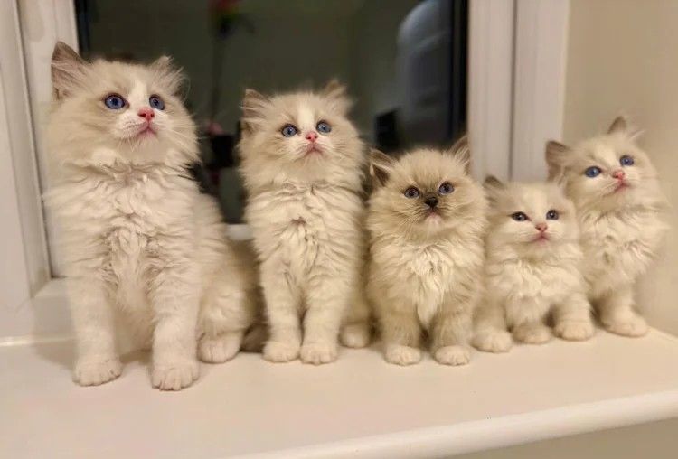 Reinrassige, wunderschöne Ragdoll-Kätzchen