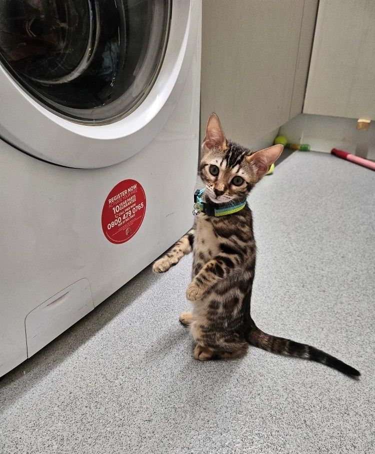 Wunderschöne Bengalbabys