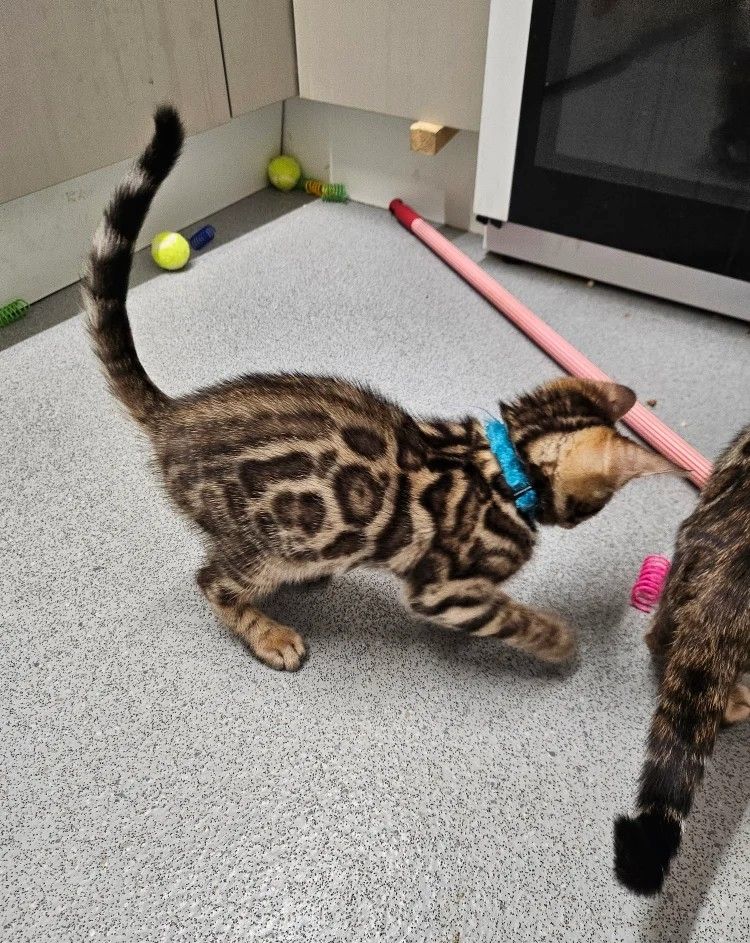 Wunderschöne Bengalbabys