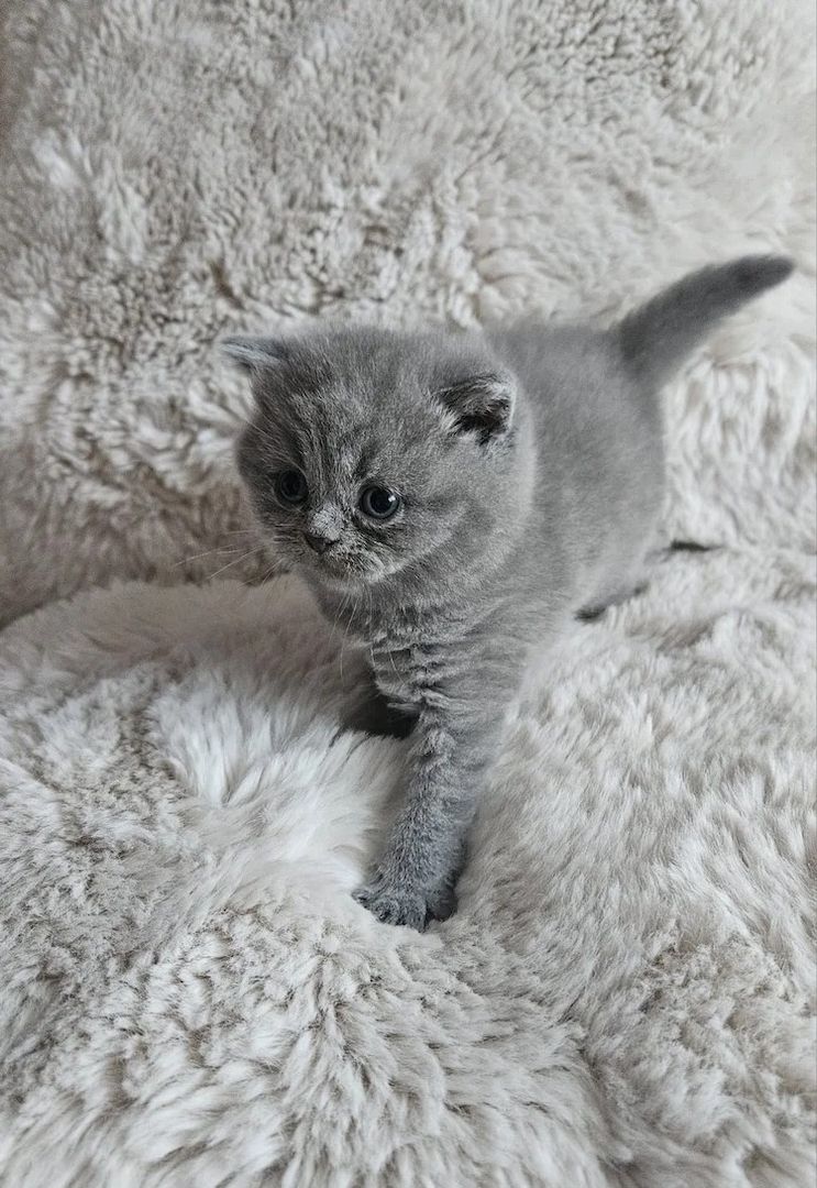 Britisch Kurzhaar-Kätzchen abholbereit