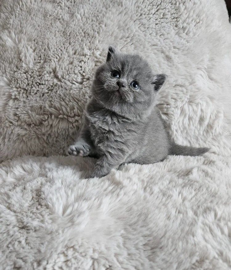 Britisch Kurzhaar-Kätzchen abholbereit