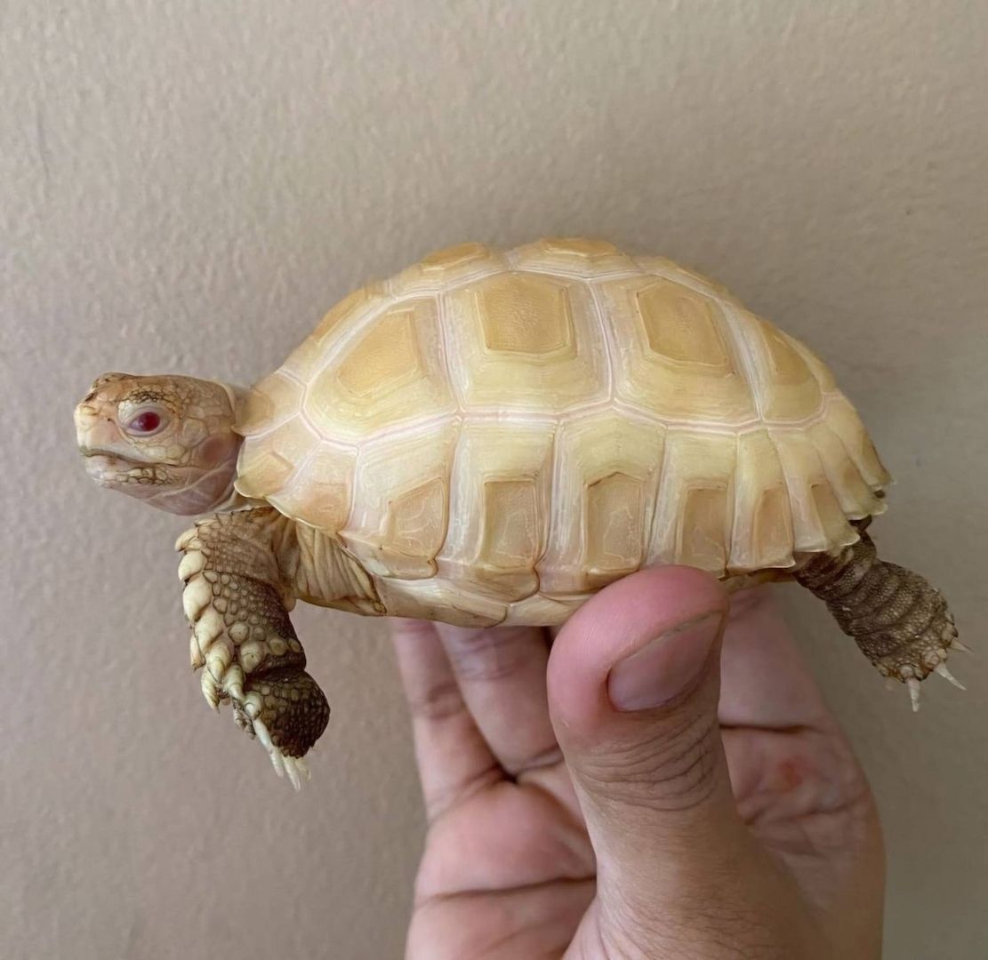 Albino Sulcata (Geochelone Sulcata)